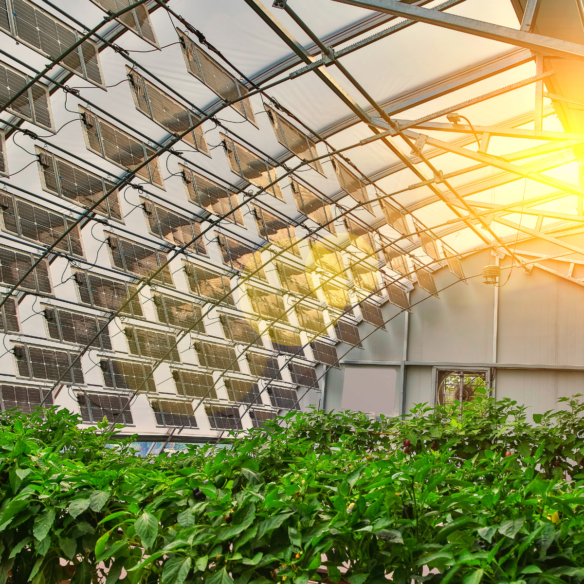 A New Era of Agriculture: How Microgrids Are Powering Indoor Farms | A.R. Environmental Markeitng House